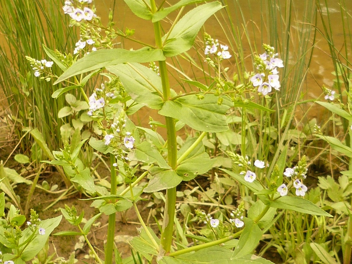 Veronica anagallis-aquatica (Plantaginaceae)